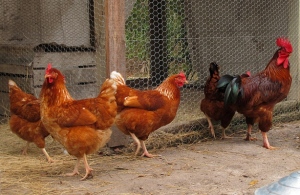 Chickens-on-a-Farm